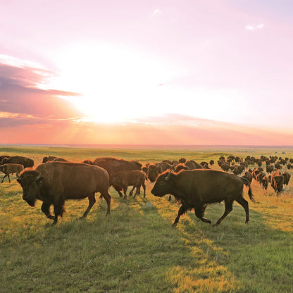 Original Bison Sticks - US 9477